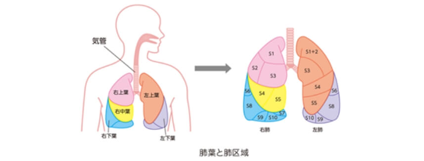 肺葉と肺区域